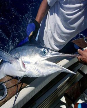 Mazatlan – Offshore Fishing