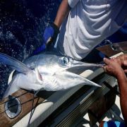 Mazatlan – Offshore Fishing