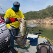 Angler with amazing catch of a great black bass catch at lake Huites