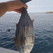bacoreta catch at topolobampo