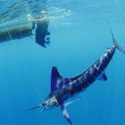 marlin catch at altata bay