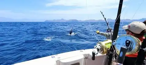 Day trips altamar